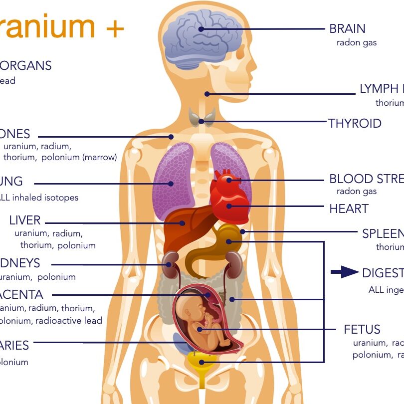 Body Map uranium