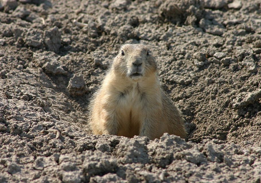 Prairie_Dog