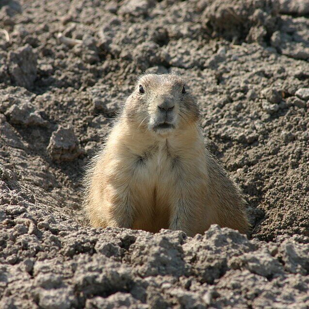 Prairie_Dog