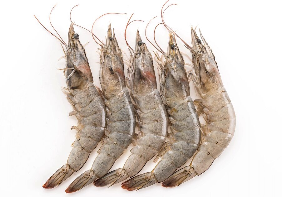shrimp